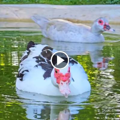 Ente Emma schwimmt auf ihrem Teich im Land der Tiere