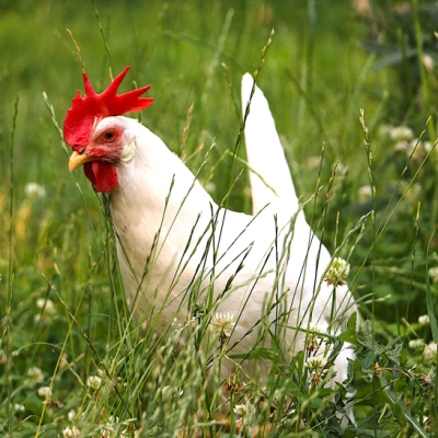Huhn Frau Lehmann im hohen Gras im Land der Tiere