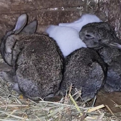 Die Kaninchen Leo, Ole, Fiffi & Stuart als Babys kurz vor ihrer Retttung