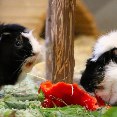 Die Meerschweinchen Mamacita & Papaya, Geschwister und Eltern ihrer sechs gemeinsamen Kinder, essen eine Paprika.