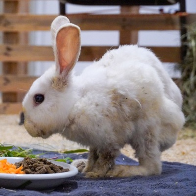 Kaninchen Murmel-Schnurps kurz nach seinem Fund im Land der Tiere