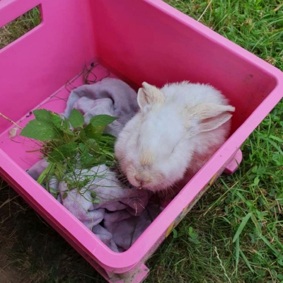 Kaninchen Murmel-Schnurps in einer Transportbox beim Fund