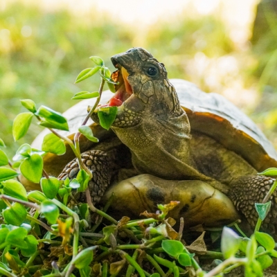 Schildkröte Olga isst Golliwoog