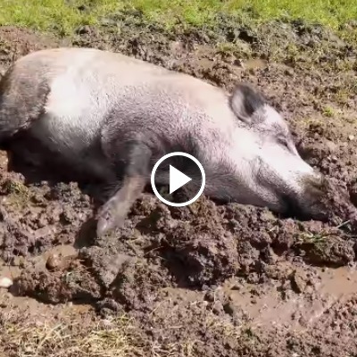 Die Wildschweine Resi & Pippa kühlen sich in einer Matschsuhle im Schweineland ab.