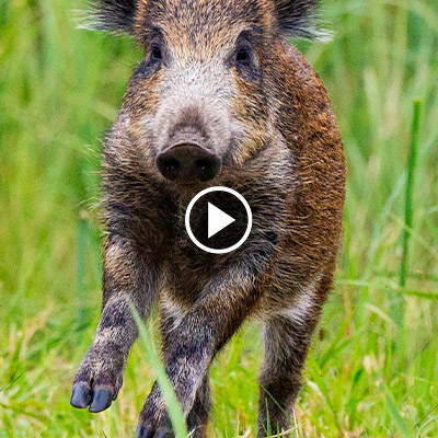 Wildschwein Resi kurz nach ihrer Ankunft im Land der Tiere 2019.