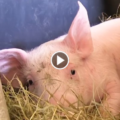Schwein Rosalie als junges Ferkel kurz nach ihrer Ankunft im Land der Tiere 2016