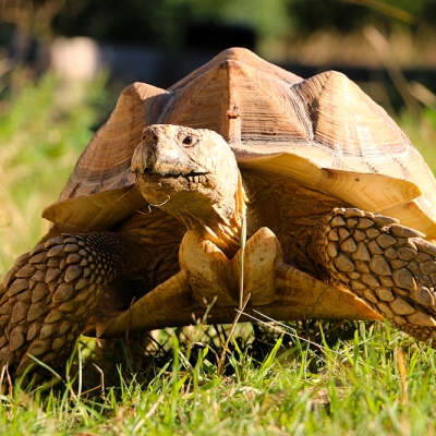 Spornschildkröte Sahel im Land der Tiere