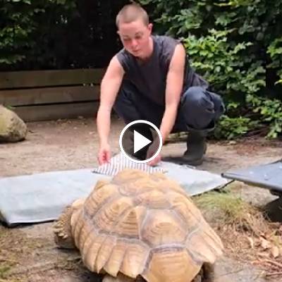 Spornschildkröte Sahel wird gewogen im Land der Tiere
