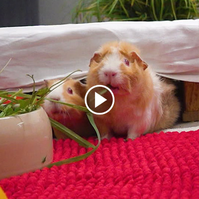 Die Palettenschweinchen