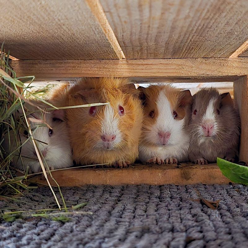 Patenschaft für die Palettenschweinchen abschließen
