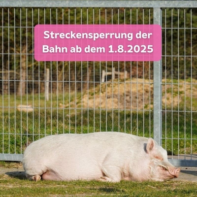 Minischwein Eddie liegt vor einem Stahltor. Darüber der Text "Streckensperrung der Bahn ab dem 1.8.2025" vor pinkem Hintergrund.