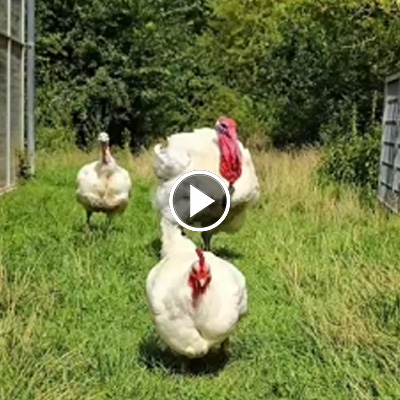Huhn Cosma und die Puten Pü, Wendy & Ashley