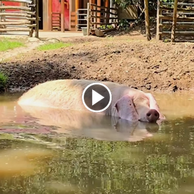 Schwein Hanna liegt in der Suhle im Schweineland im Land der Tiere