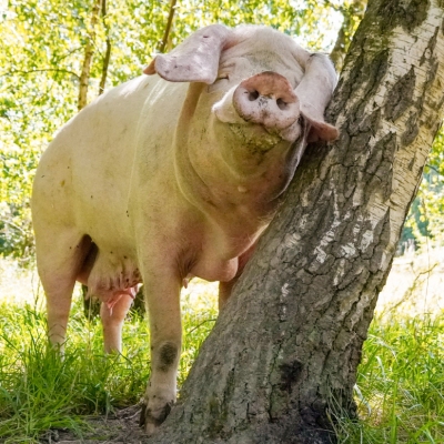 Schwein Hanna reibt sich an einem Baum im Schweineland im Land der Tiere.