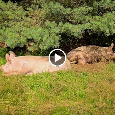 Die Schweine Hein & Willi liegen Po an Po im Schweineland im Land der Tiere.