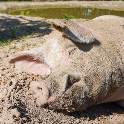 Schwein Knut liegt neben der Suhle im Schweineland und schläft.