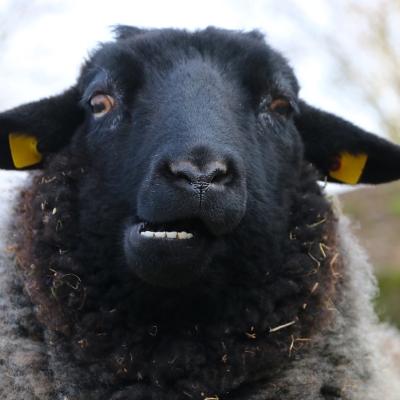 Schaf Marie im Land der Tiere