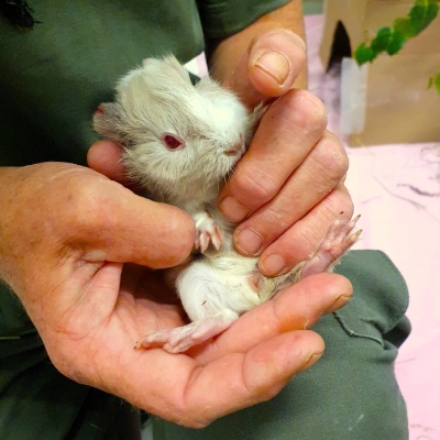 Ein kleines Meerschweinchen in einer menschlichen Hand
