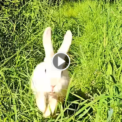 Kaninchen Murmel-Schnurps springt durchs hohe Gras.