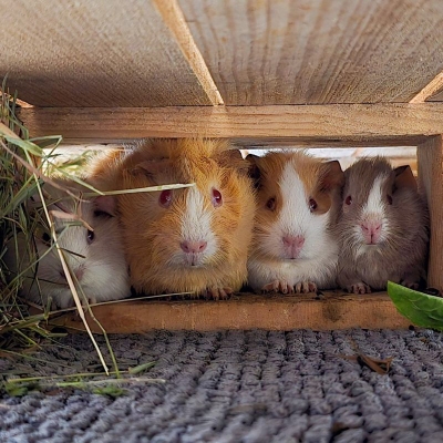 Die "Palettenschweinchen", eine Meerschweinchenfamilie, unter einer Holzpalette im Land der Tiere