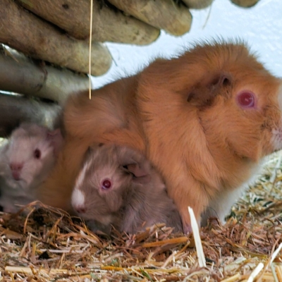 Ein weibliches Meerschweinchen der „Palettenschweinchen“ mit ihrem neugeborenen Nachwuchs