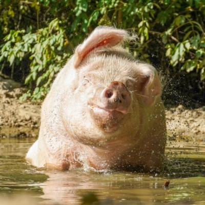 Schwein Pia sitzt in der Suhle im Schweineland im Land der Tiere