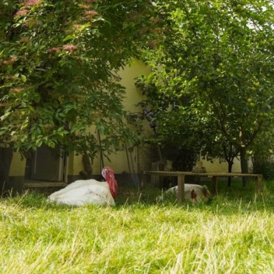 Die Puten um Pü und Wendy sowie Huhn Cosma und Kaninchen Nia liegen im Schatten umgeben von grüner Wiese und Bäumen.
