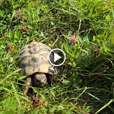 Die Schildkröten Alexandros & Filippos streifen durchs hohe Gras.