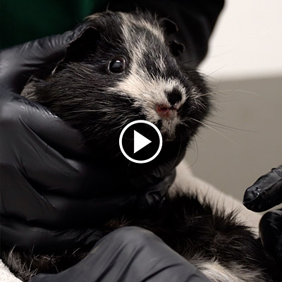 Die Waldmeerschweinchen im Land der Tiere
