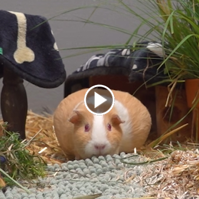 Ein hochschwangeres Kaninchen im Land der Tiere.