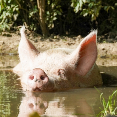 Schwein Pia liegt in der Suhle. Ihr Kopf guckt aus dem Wasser. Im Hintergrund sind Büsche und Sträucher.