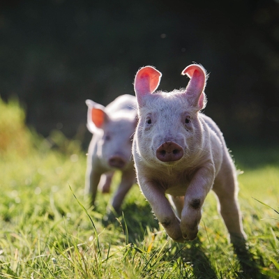 Die Schweine Anni und Rosalie als kleine Ferkel flitzen über eine Wiese in Richtung der Kamera
