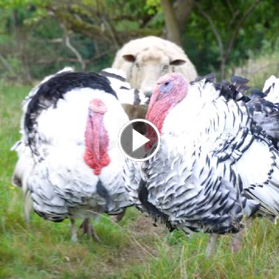 Schaf Brigitte steht hinter den Puten Justus & Aljosha im Land der Tiere