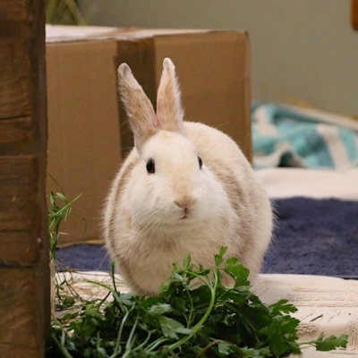 Kaninchen Elfie kurz nach ihrer Ankunft im Land der Tiere in ihrem Quarantänezimmer