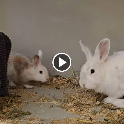 Die Kaninchen Elfie und Murmel Schnurps lernen sich in einem Quarantänezimmer kennen