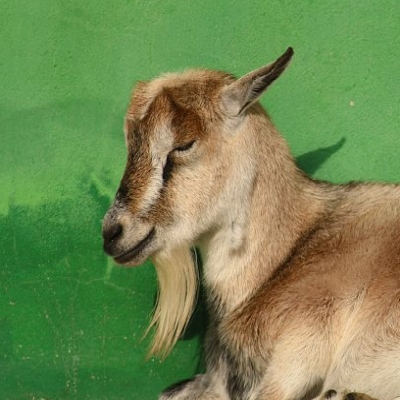 Ziege Frau Lienchen im Land der Tiere