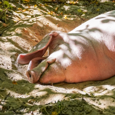 Schwein Hanna liegt in einer Sandkuhle und schläft.
