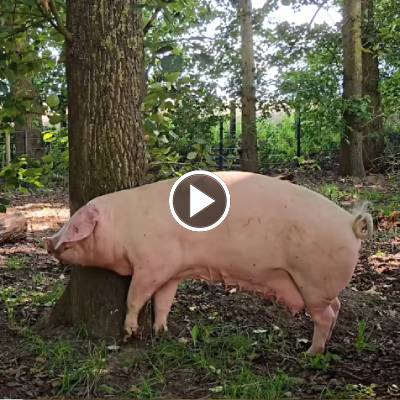 Schwein Hanna reibt sich an einem Baum im Land der Tiere