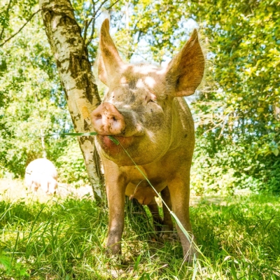 Schwein Hein steht neben einem Baum umgeben von Wiese, Bäumen und Streuchern. Im Mund hat er einen Grashalm.