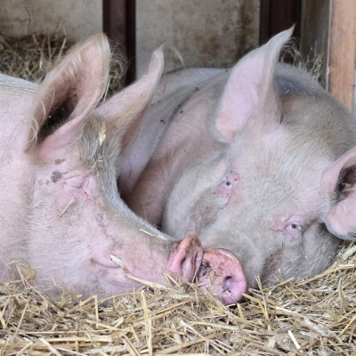 Die Schweinegeschwister Hein und Pia liegen nebeneinander im Stroh.