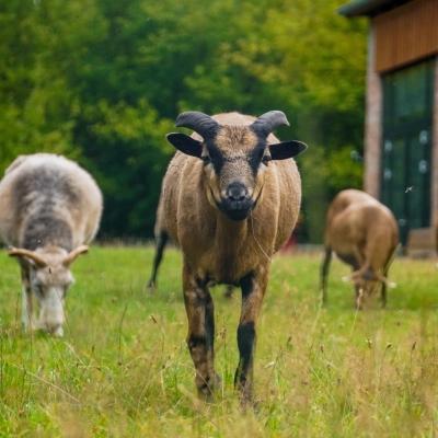 Kamerunschafbock Lämmy schaut in Richtung der Kamera. Im Hintergrund sind weitere Schafe im Land der Tiere zu sehen.