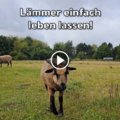 Lämmy im Land der Tiere; "Lämmer einfach leben lassen"