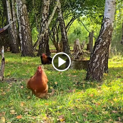 Die beiden Hühner Motte & Sprotte laufen über eine Wiese in Richtung der Kamera.