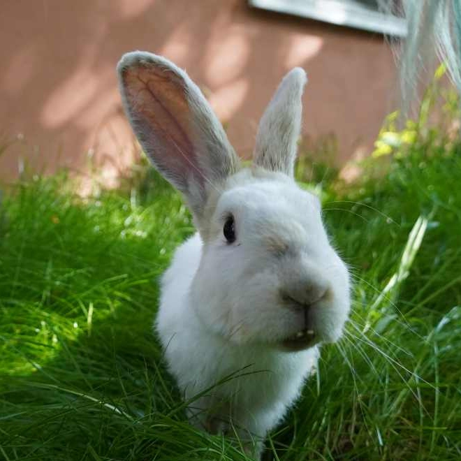 Patenschaft für Murmel-Schnurps abschließen