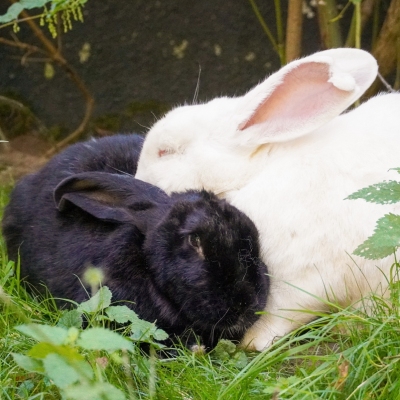 Zwei Kaninchen, ein schwarzes und ein weißes, Pablo und Stuart, liegen nebeneinander im Gras und putzen sich gegenseitig.