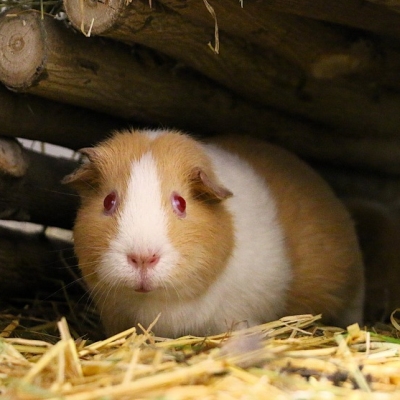 Ein Meerschweinchen mit ihren Neugeborenen Babys unter einer Holzbrücke