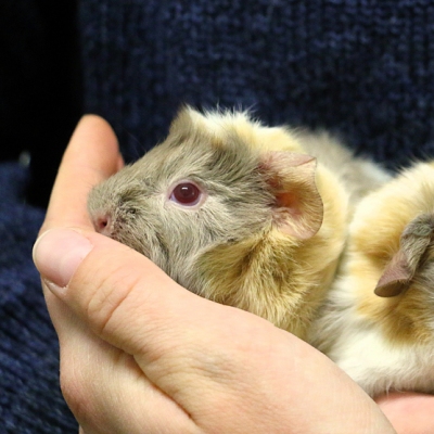 Zwei neugeborene Meerschweinchen auf einer menschlichen Handfläche