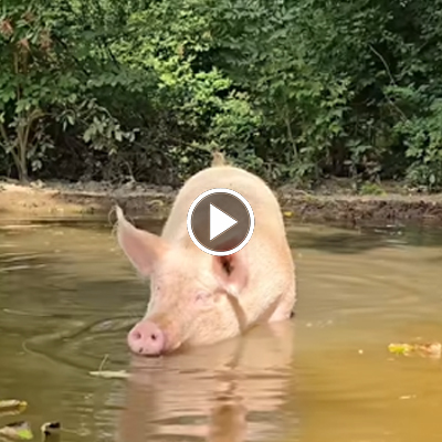 Schwein Pia in der Suhle