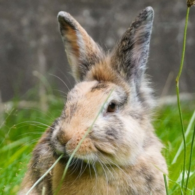 Kaninchen Primelchen im hohen Gras im Land der Tiere