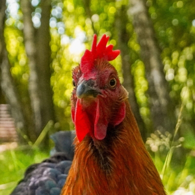 Huhn Sprotte schaut in die Kamera.